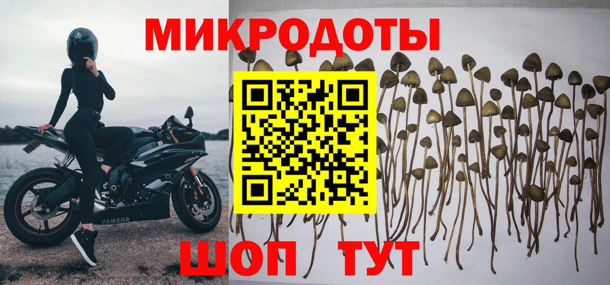 Якутск  Псилоцибиновые грибы Cubensis  Вход с VPN 
